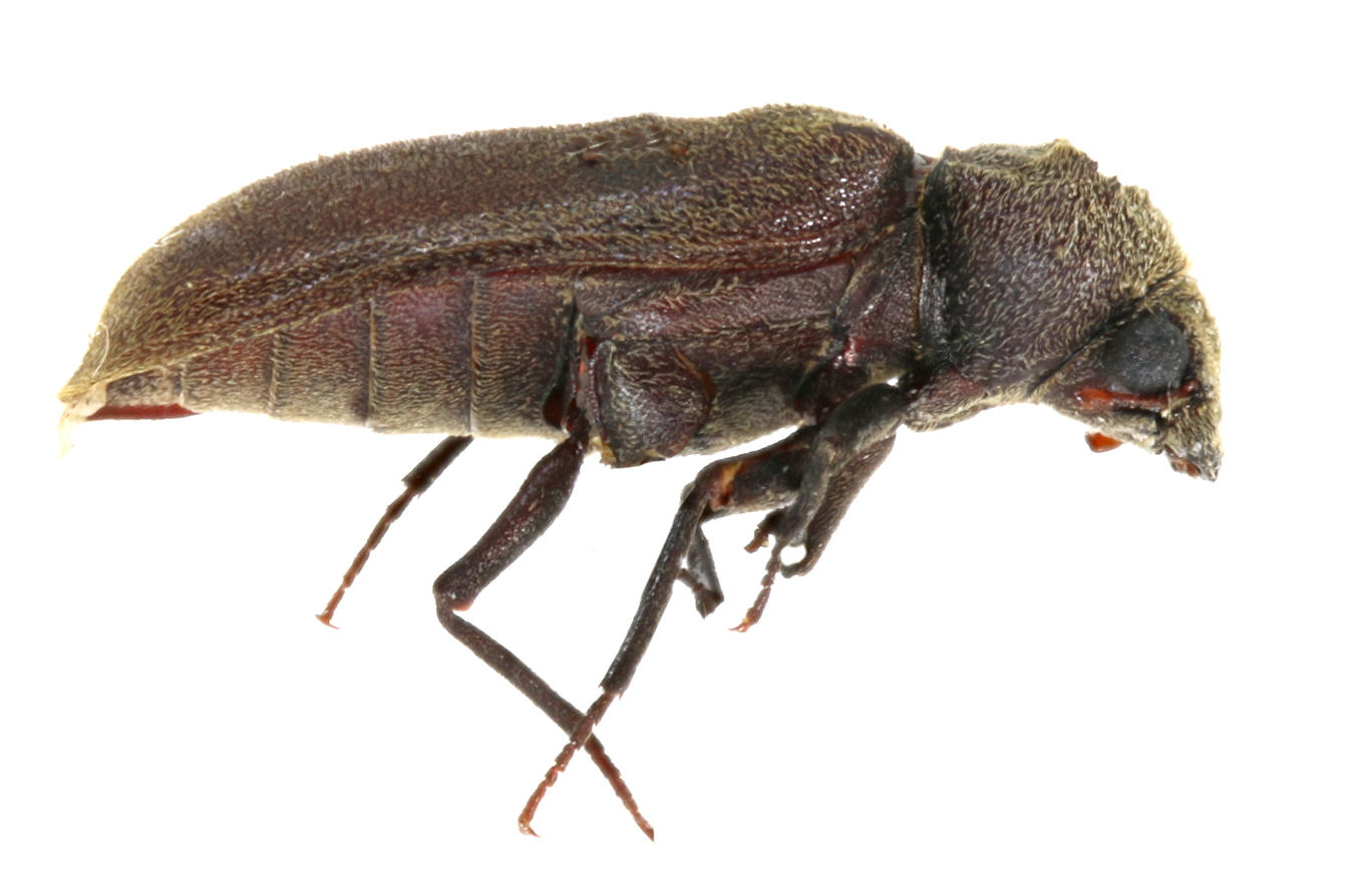 Lichenophanes rutilans Santa Cruz Island. Specimen housed in the ICCDRS collection (ICCDRS 5674). Photo: María Sol Herrera, CDF, 2024.